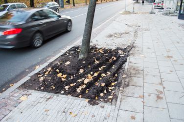 Diemžēl kokus šajā stāvvietā no automašīnām nepasargā nekas un to apdobes jau ir pamatīgi izbraukātas.
