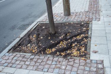 Diemžēl kokus šajā stāvvietā no automašīnām nepasargā nekas un to apdobes jau ir pamatīgi izbraukātas.